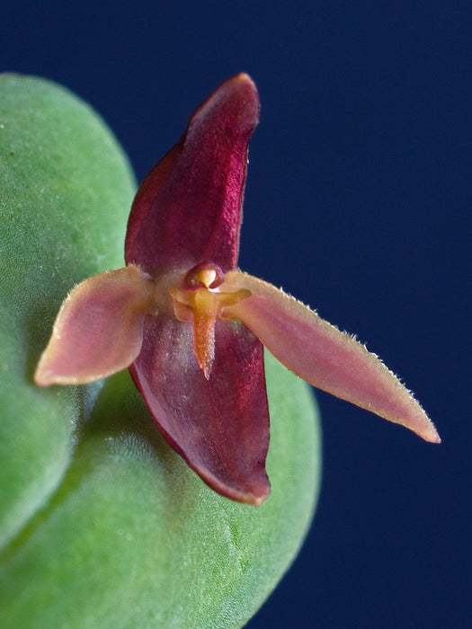 Pleurothallis bucranon