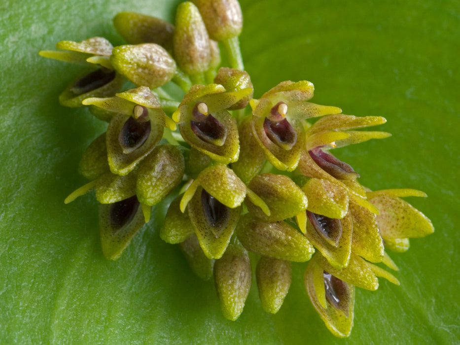 Pleurothallis canaligera