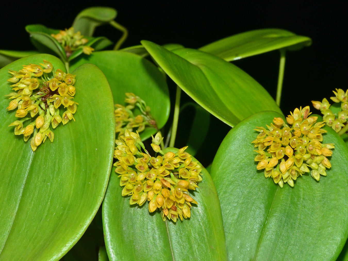 Pleurothallis