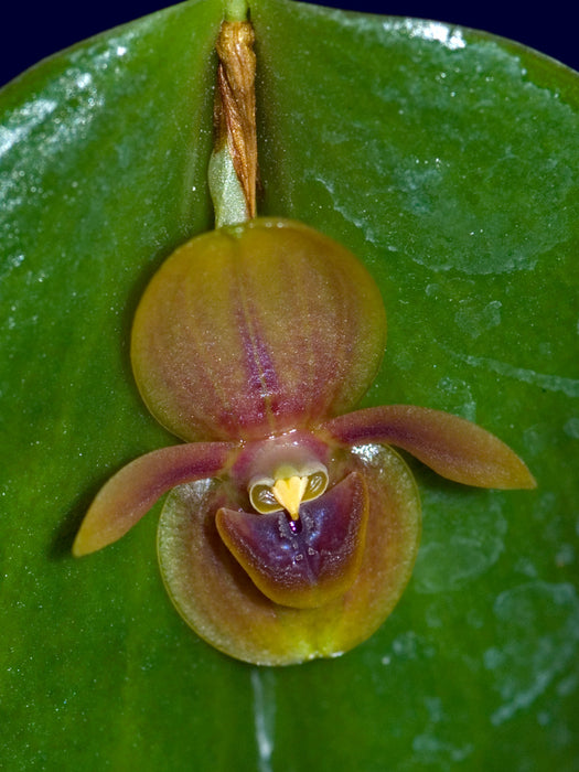 Pleurothallis canidentis