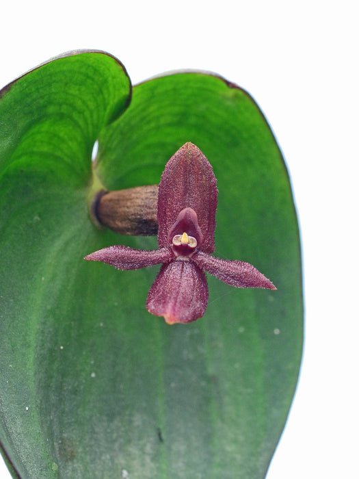 Pleurothallis cardiostola