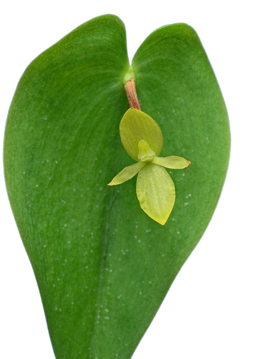 Pleurothallis cardiostola f. xanthina