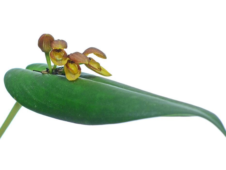 Pleurothallis carduela