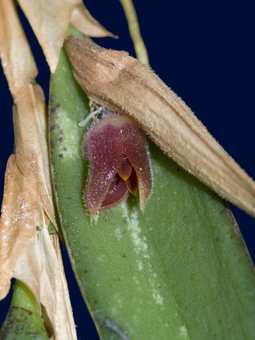 Pleurothallis calypso