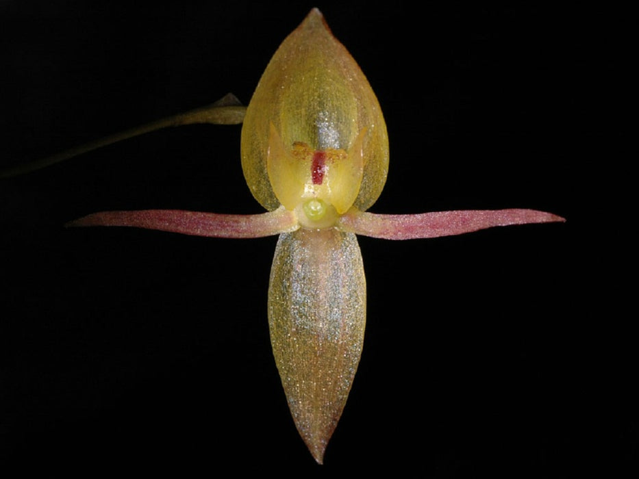 Pleurothallis cernua