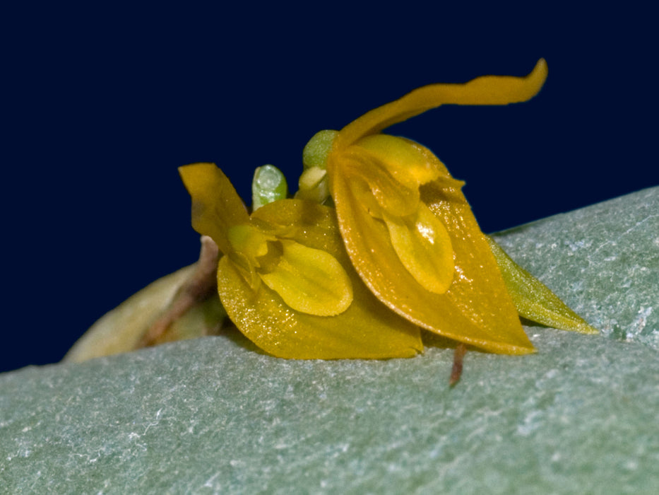 Acianthera polystachya