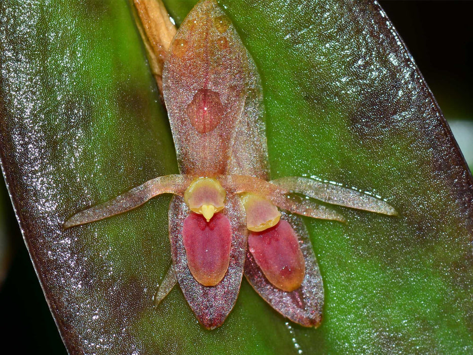 Pleurothallis complanata