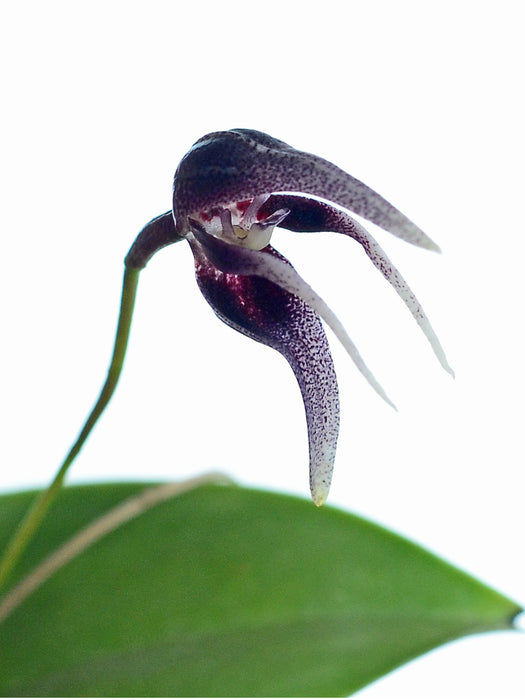 Pleurothallis condorensis