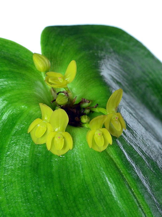 Pleurothallis cordata var xanthinum