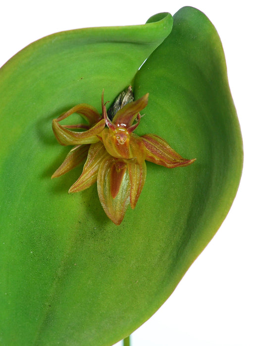 Pleurothallis coriacardia