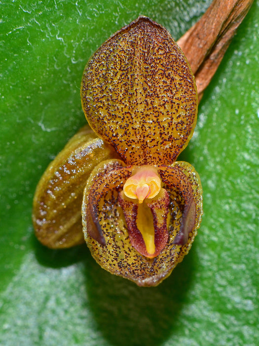 Pleurothallis crateriformis