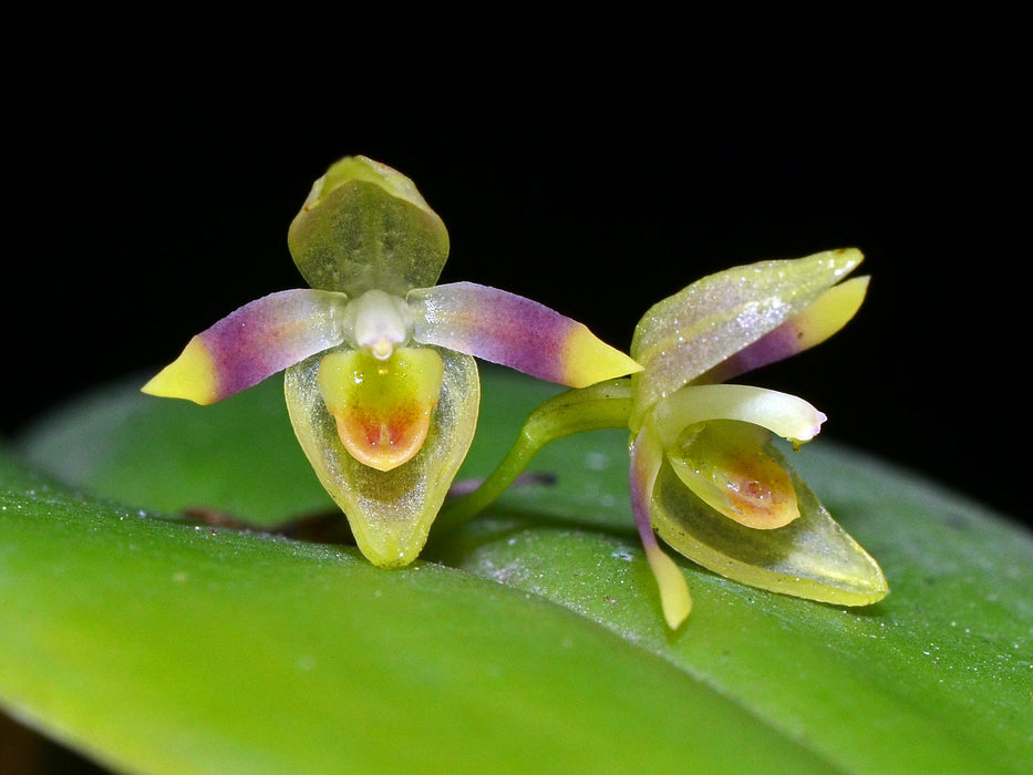 Pleurothallis cypelligera