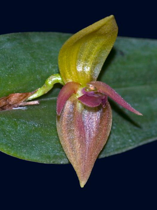 Pleurothallis deflexa