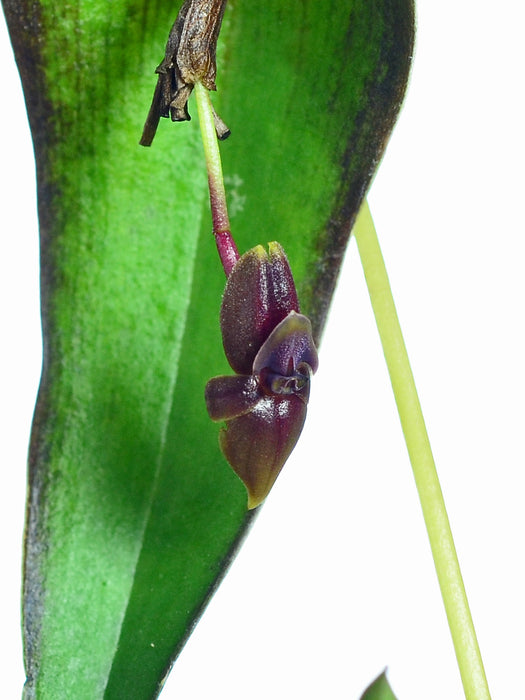 Pleurothallis diabolica