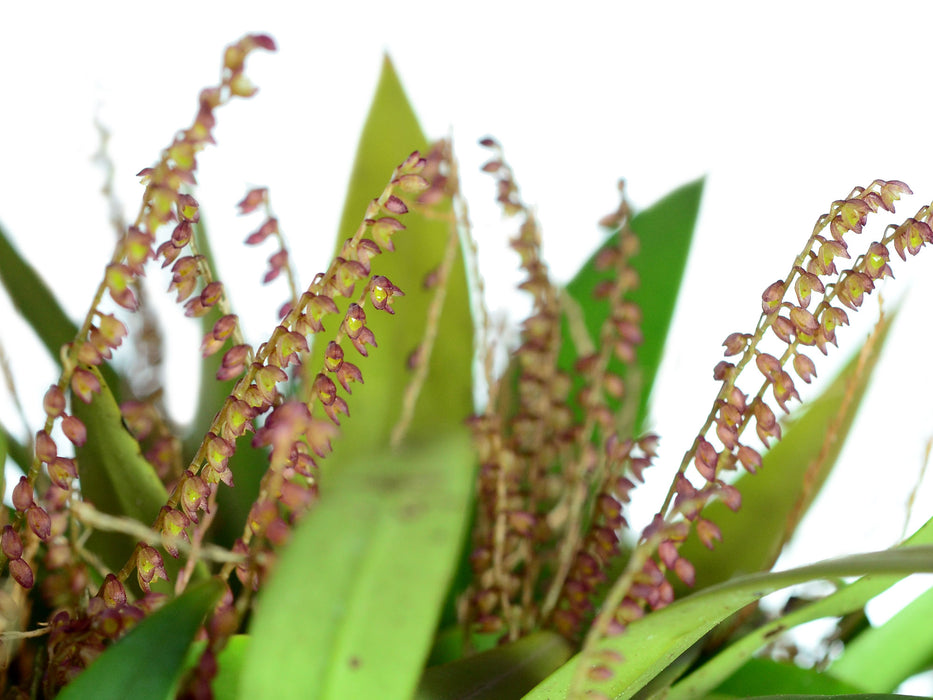 Pleurothallis divaricans