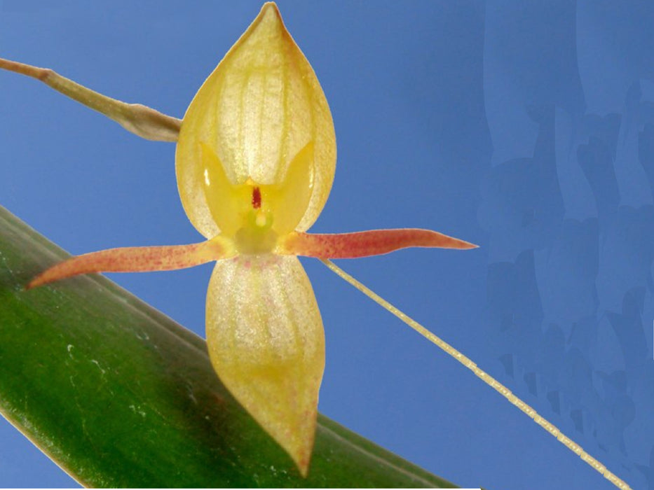 Pleurothallis eccentrica