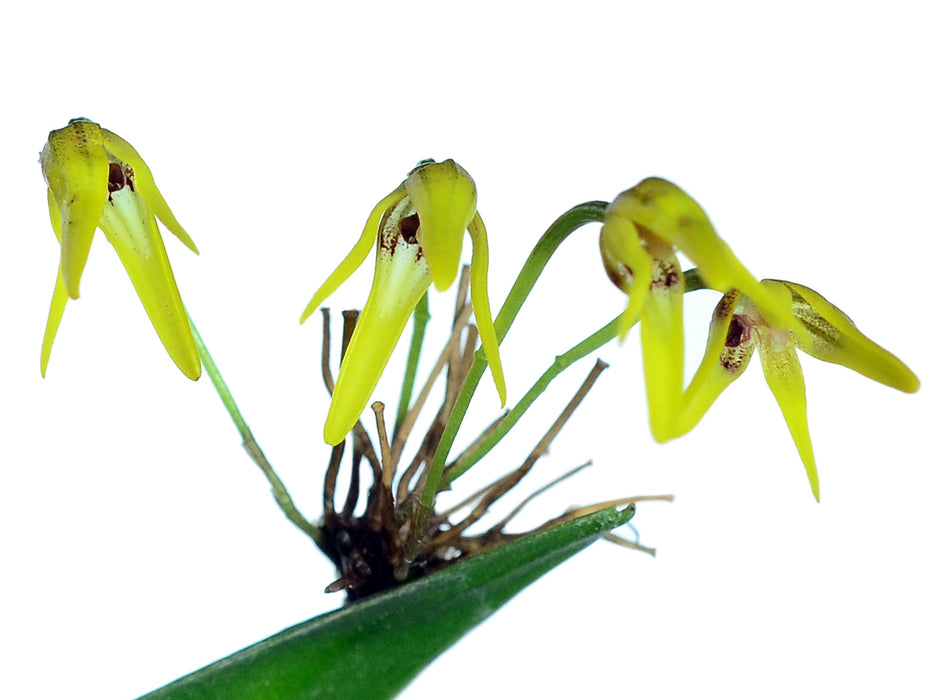 Pleurothallis ecomingae