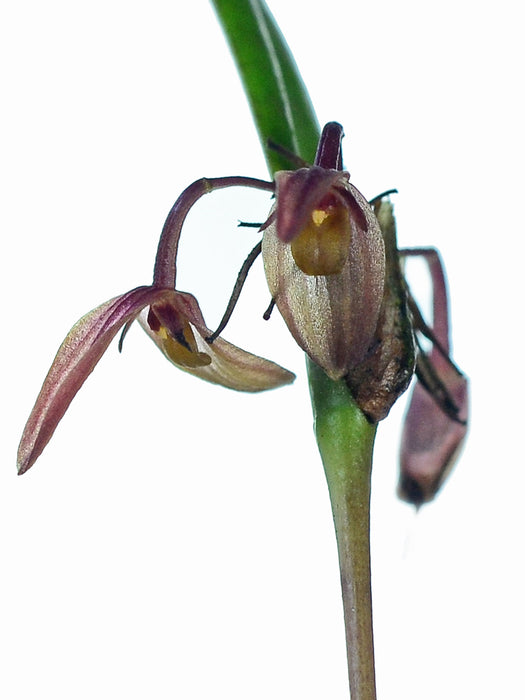 Pleurothallis ensata