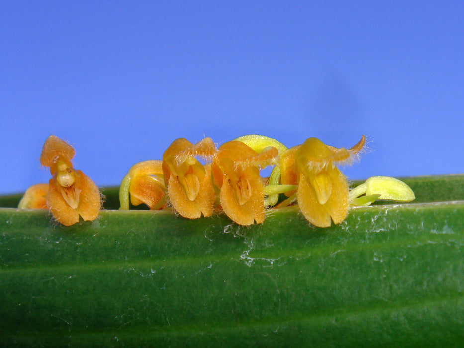 Stelis erucosa