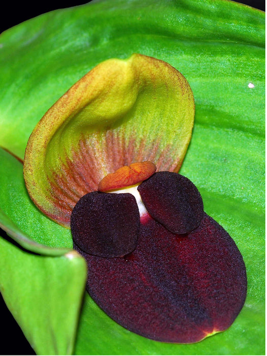 Pleurothallis gargantua f. xanthinum 'Gigi'