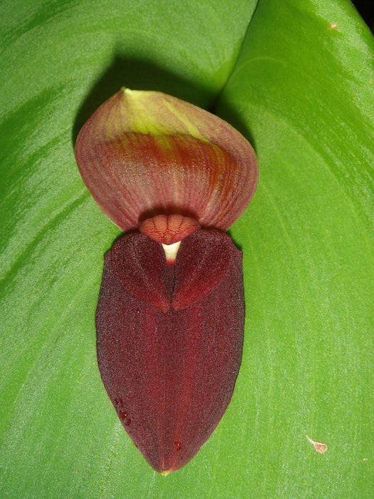 Pleurothallis gargantua