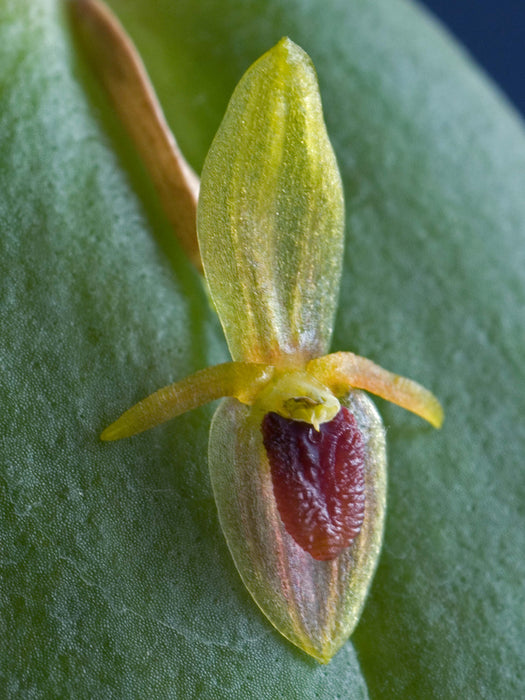 Pleurothallis geographica