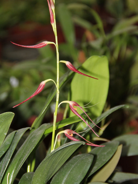 Pleurothallis glossopogon