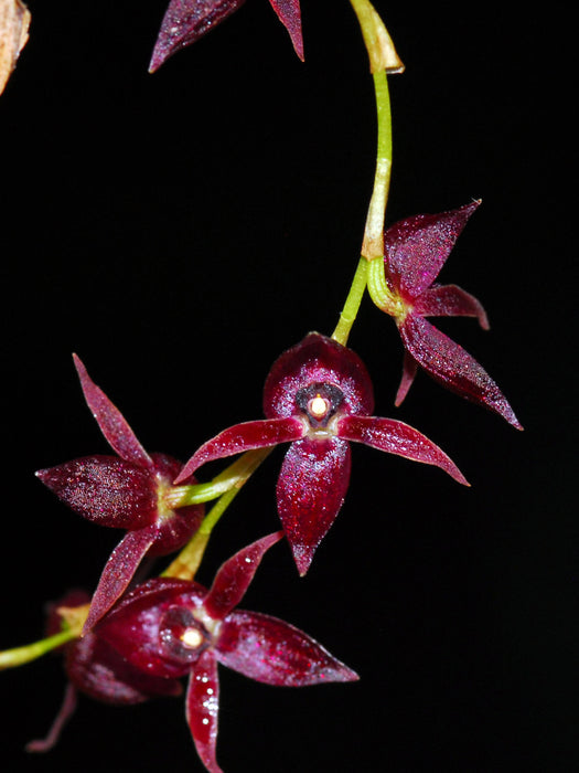 Pleurothallis henniae