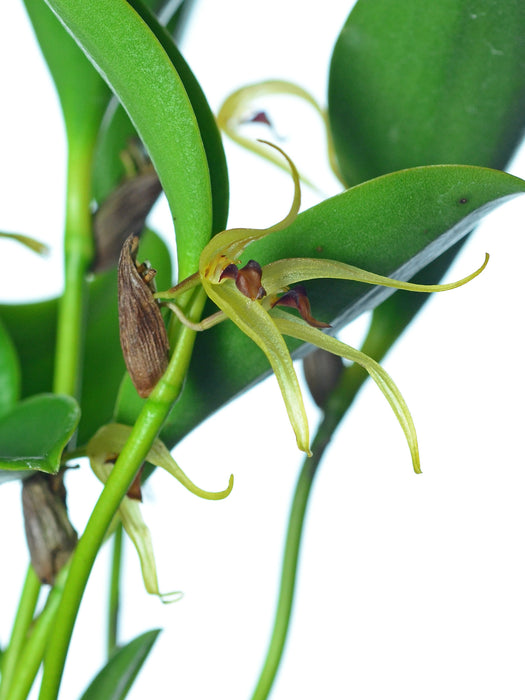 Pleurothallis hitchcockii