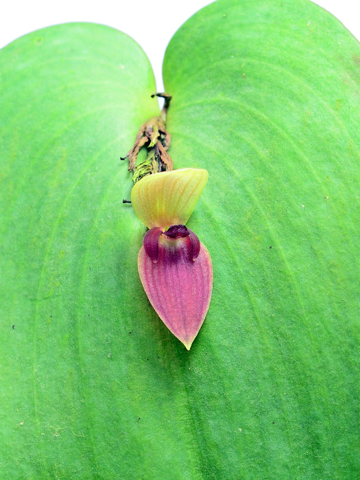 Pleurothallis imperialis