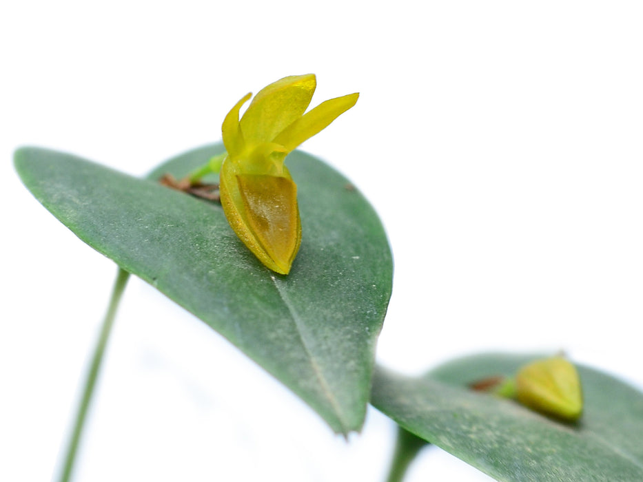 Pleurothallis inornata