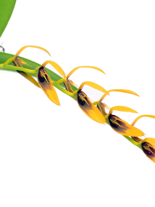 Pleurothallis lanceana