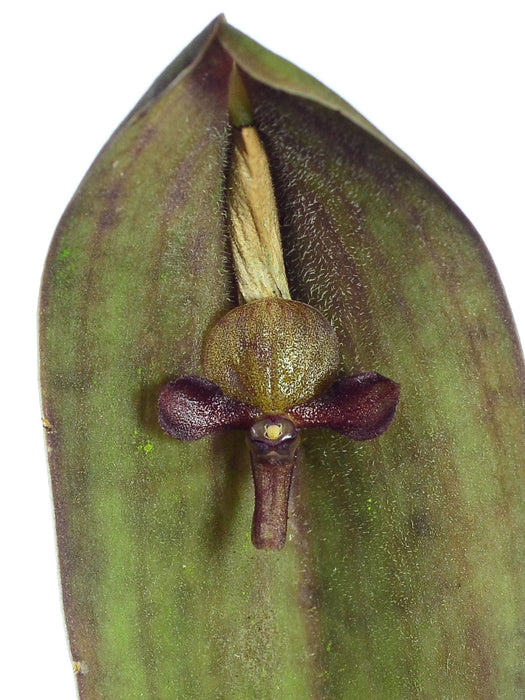 Pleurothallis lilijae