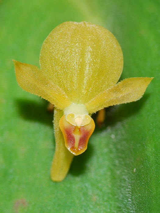 Pleurothallis lilijae xanthinum