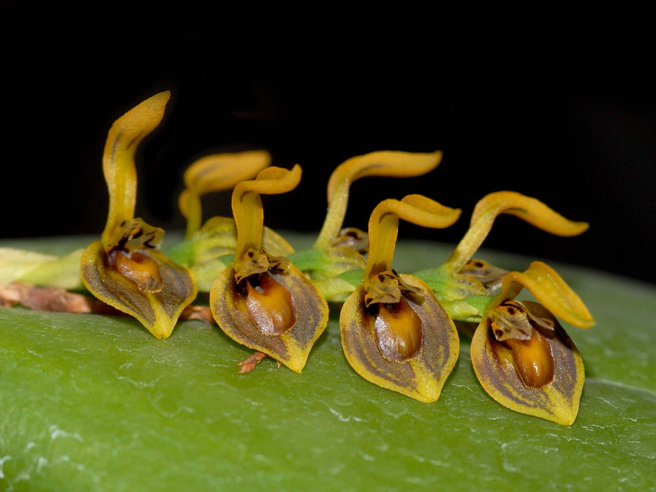 Pleurothallis limonensis