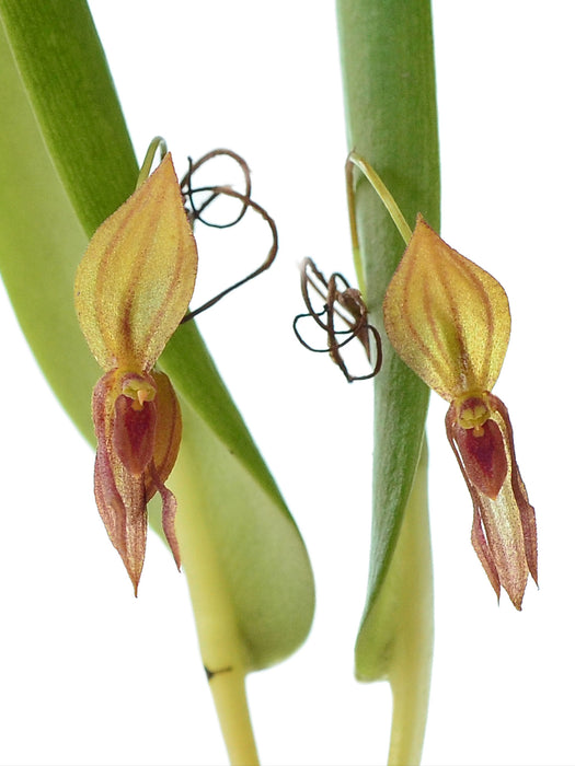 Pleurothallis macra