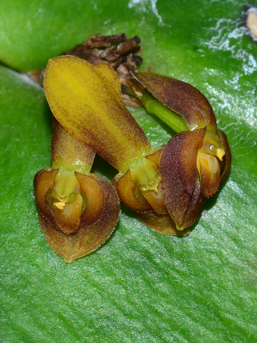 Pleurothallis macrocardia