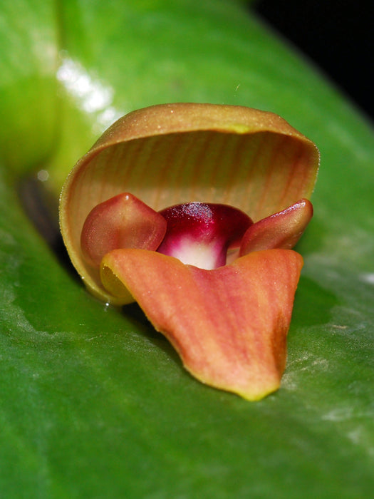 Pleurothallis maduroi