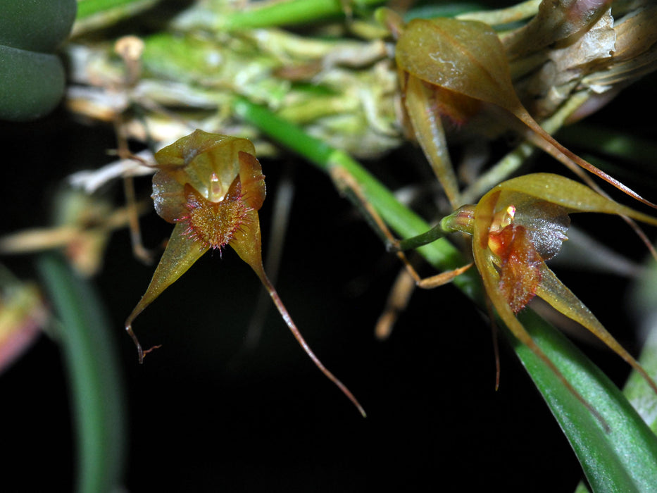 Pleurothallis masdevalliopsis