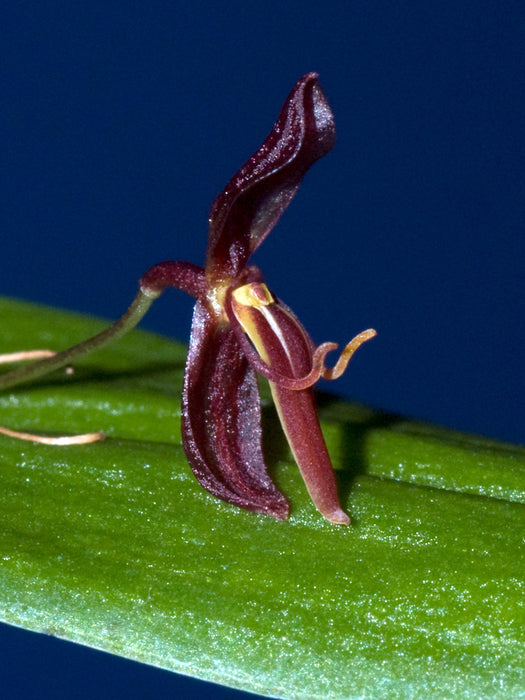 Pleurothallis mastodon