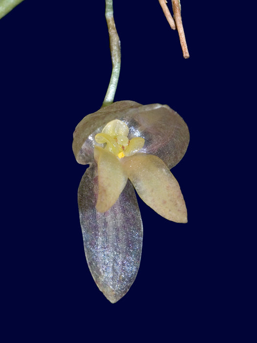 Pleurothallis megalotis