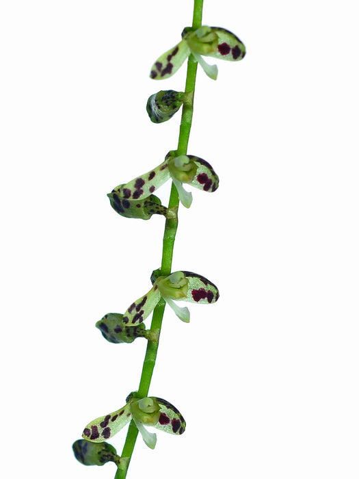 Pleurothallis melanosticta