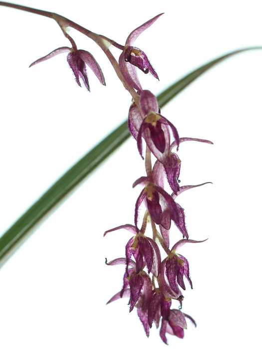 Pleurothallis micklowii