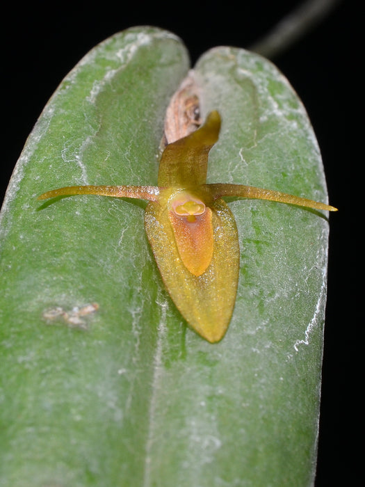 Pleurothallis microcardia sbsp. microcardia