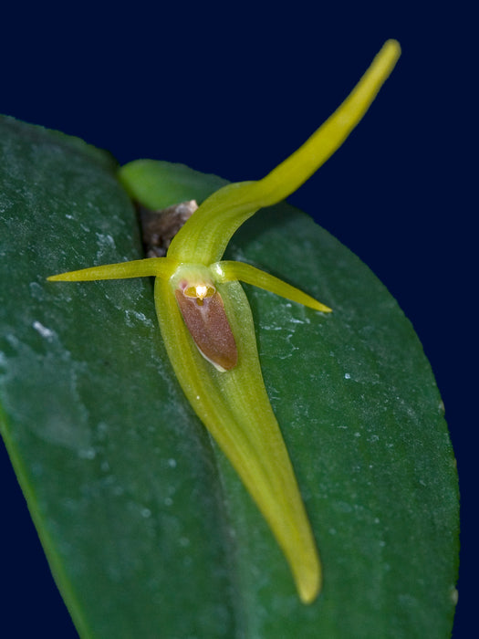 Pleurothallis microcardia