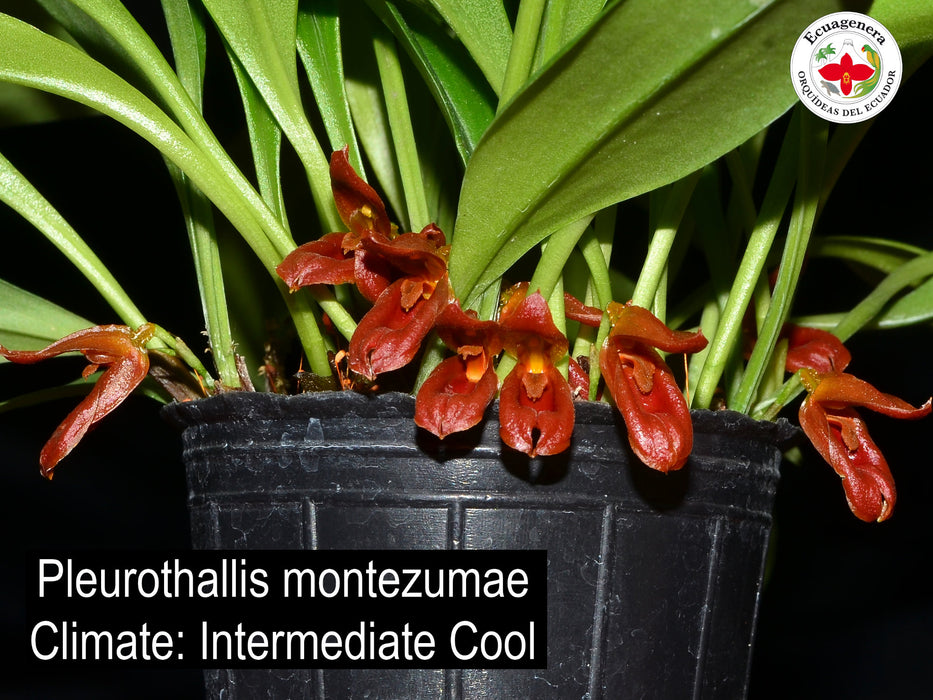 Pleurothallis montezumae