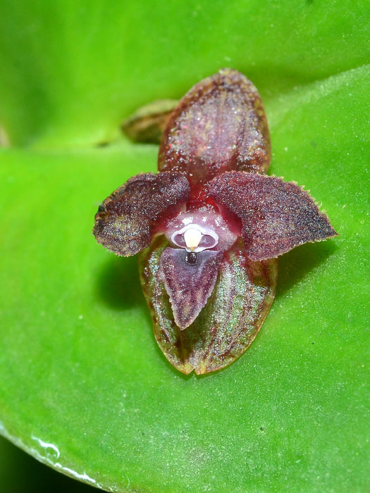 Pleurothallis nangaritzae