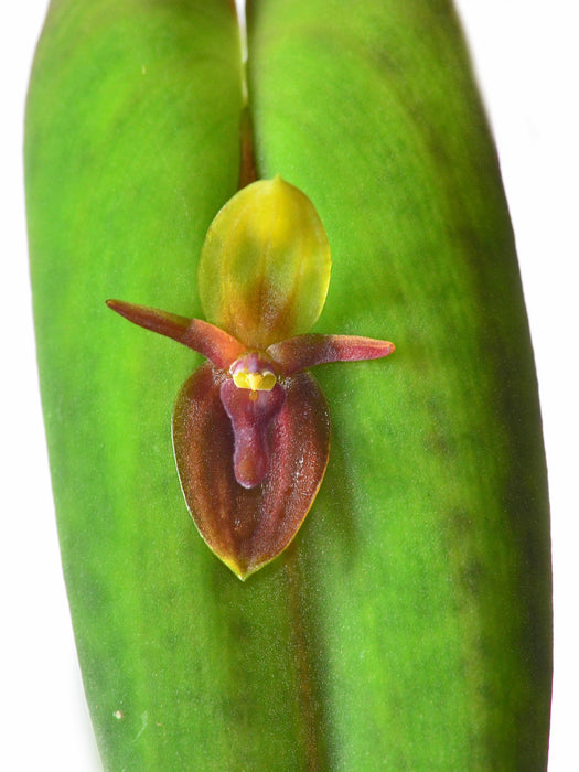 Pleurothallis neorinkei