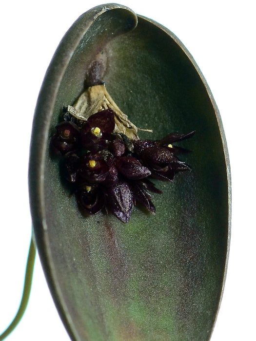 Pleurothallis nipterophylla