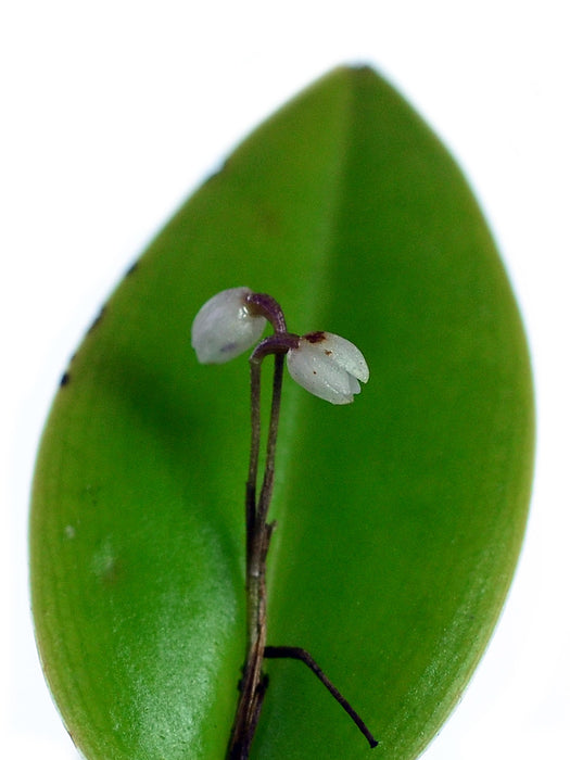 Pleurothallis niveoglobula